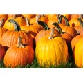 Pumpkins-01