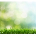 Grass-Background-07