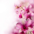 Flowers-Background-05