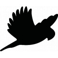 Bird10