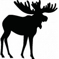 Moose